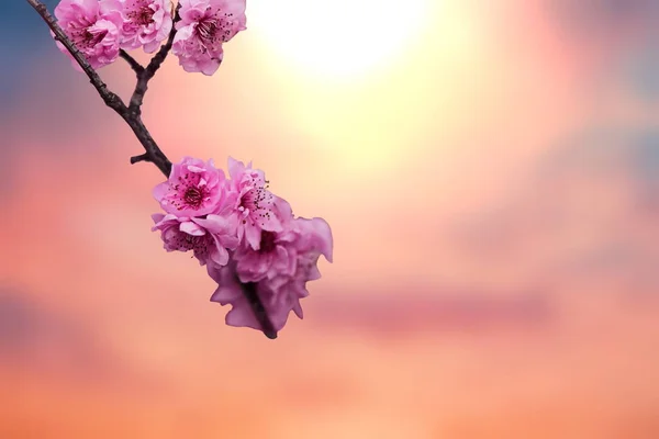 Desenfoque Rosa Azul Anaranjado Atardecer Cielo Manzano Flores Pero Rama —  Fotos de Stock