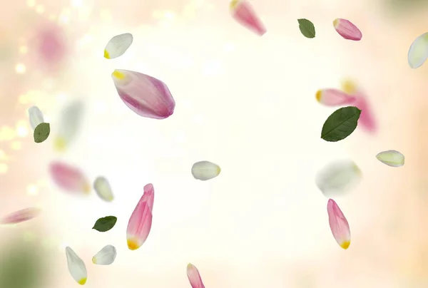 Rosa Weiße Und Grüne Blumen Aber Und Blütenblatt Auf Pastell — Stockfoto