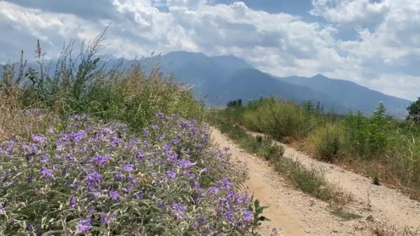 Blue Sky White Clous Horizon Olumpus Mount Lilac Flowers Wild — стокове відео