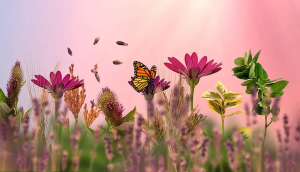 pink blue cloudy sky sunset colorful wildflowers verbs and green leaves on meadow field butterfly on sunset sun light beam summer spring background greetings card banner template