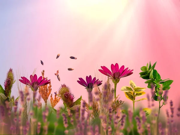 Wilde Blumen Rosa Blau Bewölkt Himmel Sonnenuntergang Bunte Wildblumen Verben — Stockfoto