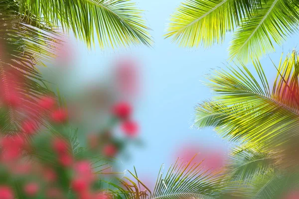 Голубое Небо Тропические Зеленые Пальмовые Листья Передней Экзотические Желтые Коралловые — стоковое фото