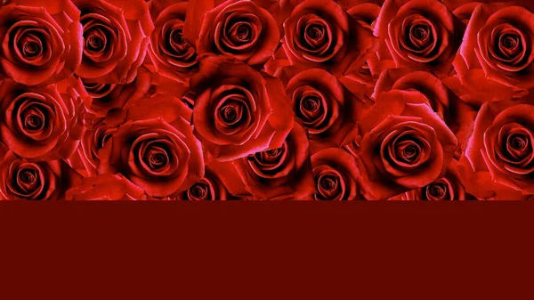 Rose Rosse Con Auguri San Valentino Testo Cuore Simbolo Banner — Foto Stock