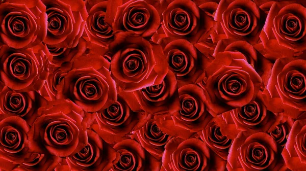 Rose Rosse Sfondo Cartolina Auguri Modello Bannet Giorno San Valentino — Foto Stock