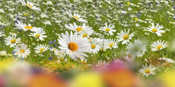 Spring Chamomile White Pink Yellow Daisy Wild Field Green Grass — Stock Photo, Image
