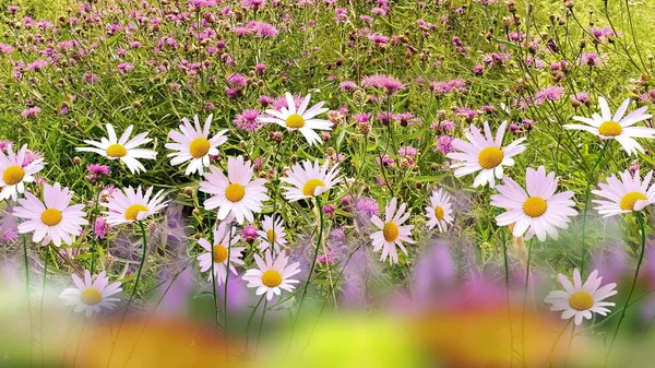 Spring Chamomile White Pink Yellow Daisy Wild Field Green Grass — Stock Photo, Image