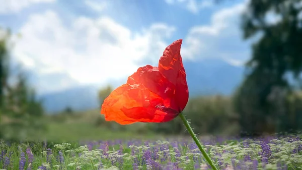 Червона Макова Квітка Дикому Зеленому Полі Блакитне Небо Білі Хмари — стокове фото