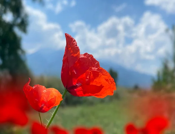 Wilde Kruiden Rode Papaver Bloem Wild Groen Veld Blauwe Lucht — Stockfoto