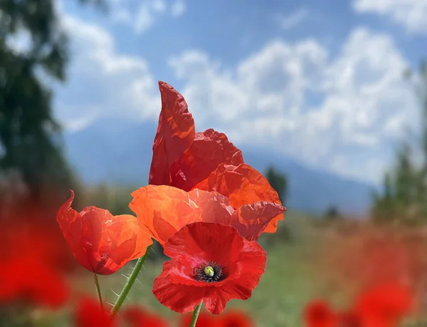 Yabani Yeşil Alanda Yabani Otlar Kırmızı Gelincik Çiçeği Mavi Gökyüzü — Stok fotoğraf