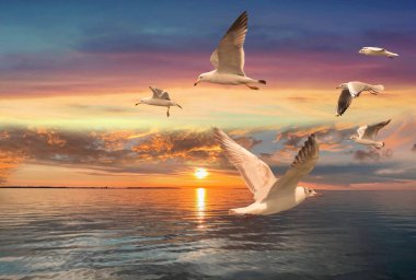 Pembe altın gün batımında uçan martı pembe bulutlu gökyüzünde ve deniz suyu yansıması deniz manzarası 
