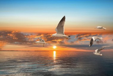 Pembe altın gün batımında uçan martı pembe bulutlu gökyüzünde ve deniz suyu yansıması deniz manzarası 