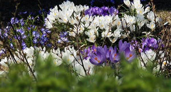 Wiosna Niebieski Biały Liliowy Krokusy Kwiaty Niebieski Niebo Słoneczna Pogoda — Zdjęcie stockowe