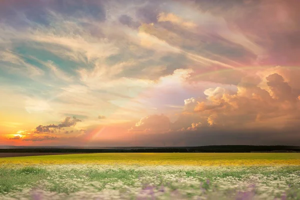 Wild Veld Groen Gras Weide Vorst Zonsondergang Bewolkte Hemel Platteland — Stockfoto