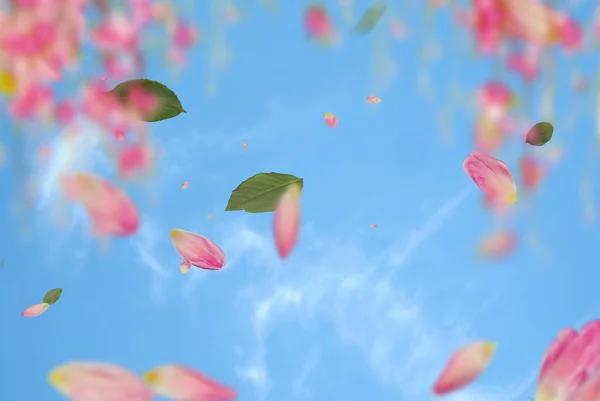 Blå Himmel Rosa Gröna Blommor Och Blad Kronblad Blommig Festlig — Stockfoto
