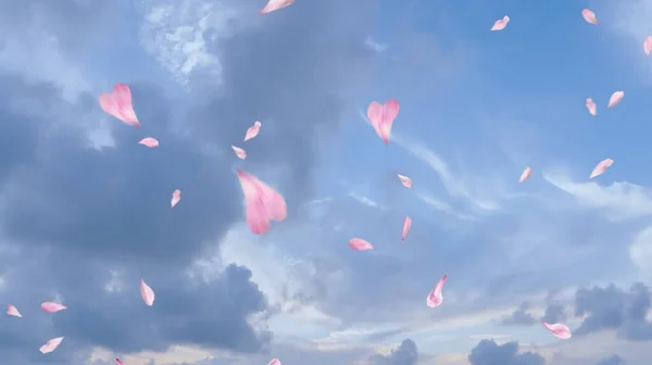 Fliegende Rosa Herz Blumen Blütenblatt Auf Blauem Himmel Sommer Hintergrund — Stockfoto