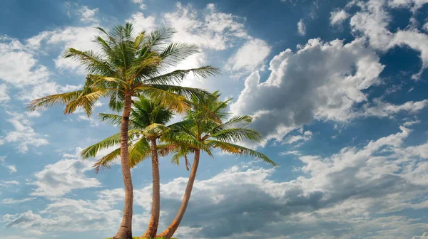 Palmbomen Bladeren Roze Bloemen Zonsondergang Blauwe Hemel Witte Wolken Gele — Stockfoto