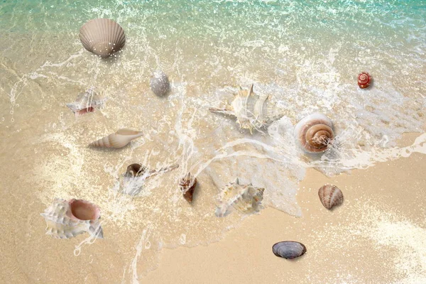 Mušle Pláži Písek Voda Vlna Splash Příroda Pozadí Šablon Pozadí — Stock fotografie