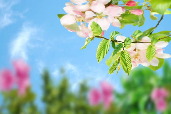 Блакитне Небо Квіткові Бузкові Рожеві Білі Квіти Розмиті Гілка Зеленого — стокове фото