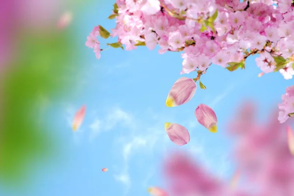 Azul Céu Floral Lilás Rosa Branco Flores Borradas Verde Árvore — Fotografia de Stock