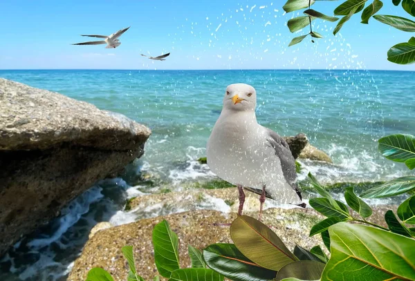 波の下の海の石のシーサイドカモメがヤシの葉の上に飛び散る青い空の風景背景 — ストック写真