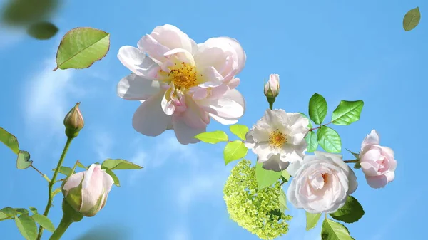 Lato Białe Róże Ale Zielone Liście Latać Niebieskim Niebie Chmurami — Zdjęcie stockowe