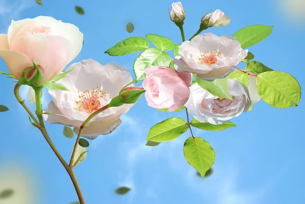 Lato Białe Róże Ale Zielone Liście Latać Niebieskim Niebie Chmurami — Zdjęcie stockowe