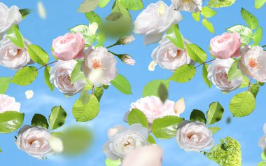 Çiçekli pembe güller ama yeşil yapraklar mavi gökyüzünde uçuyor. Bulutlarla birlikte doğa arka plan şablonu kopyalama alanı afişi.