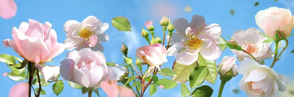 Róże Ale Zielone Liście Latać Niebieskim Niebie Chmurami Natura Tło — Zdjęcie stockowe