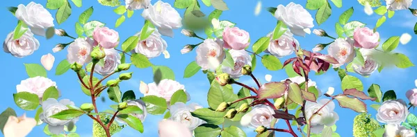 Printemps Rose Sauvage Roses Mais Feuilles Vertes Volent Sur Ciel — Photo