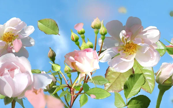 Kukka Juhlava Vaaleanpunainen Ruusuja Mutta Vihreät Lehdet Lentää Sininen Taivas — kuvapankkivalokuva