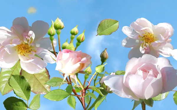 Fiori Festive Rose Rosa Foglie Verdi Volare Sul Cielo Blu — Foto Stock