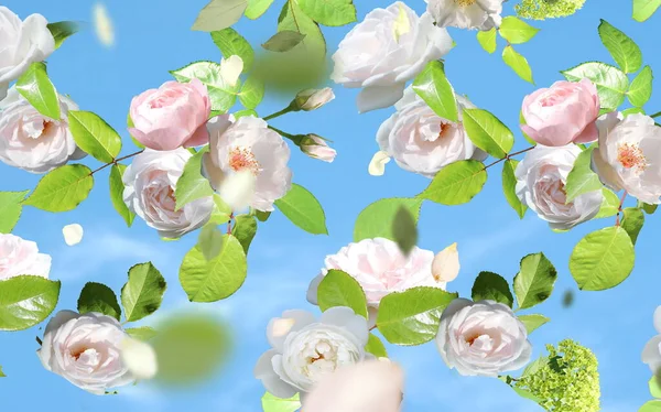 Floral Εορταστική Ροζ Τριαντάφυλλα Αλλά Και Πράσινα Φύλλα Πετούν Μπλε — Φωτογραφία Αρχείου