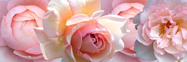 Pembe Güller Ama Doğa Arkaplan Şablonu Fotokopi Alanı Afişi Çiçekleri — Stok fotoğraf