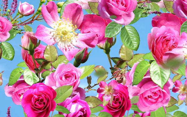 Желтые Розовые Белые Розы Природа Шаблон Копировать Пространство Баннер Приветствие — стоковое фото
