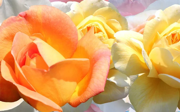 Sarı Pembe Beyaz Güller Ama Doğa Arka Plan Şablonu Fotokopi — Stok fotoğraf
