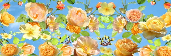 Jaune Rose Blanc Roses Mais Nature Fond Modèle Copie Espace — Photo