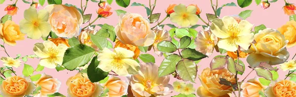 Amarelo Rosa Rosas Brancas Mas Rosa Natureza Fundo Modelo Cópia — Fotografia de Stock