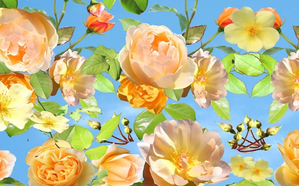 Amarillo Rosa Rosas Blancas Pero Cielo Azul Naturaleza Fondo Plantilla — Foto de Stock