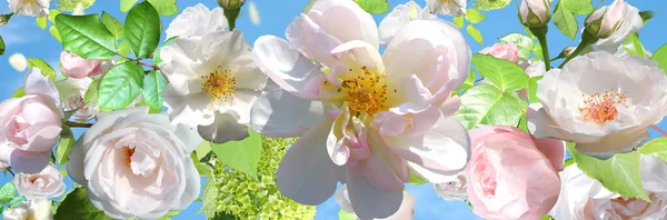 Białe Róże Ale Natura Tło Szablon Przestrzeń Baner Powitanie Kwiatowe — Zdjęcie stockowe