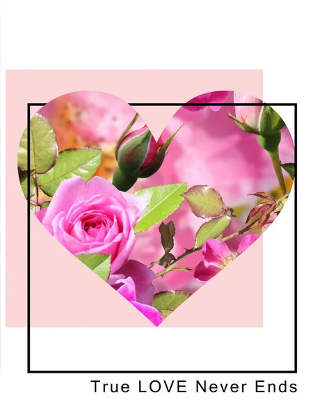 Pink Roses Heart Shape White Background Copy Space Greetings Card — Stock Photo, Image