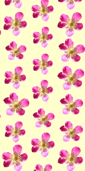 彩色花卉图案背景模板 — 图库照片