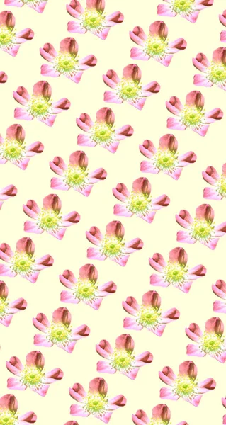 カラフルな花柄の背景テンプレート — ストック写真