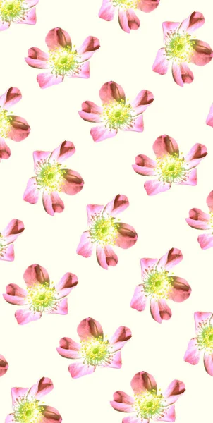 Kleurrijke Bloemen Patroon Achtergrond Sjabloon — Stockfoto