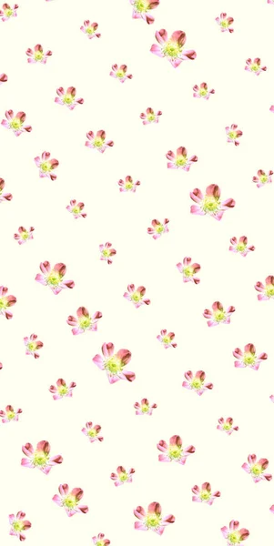 Bunte Florale Muster Hintergrund Vorlage — Stockfoto