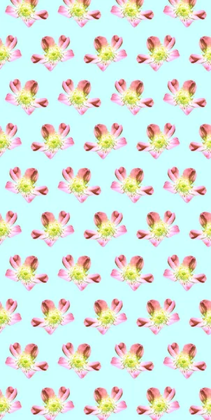 꽃무늬 — 스톡 사진