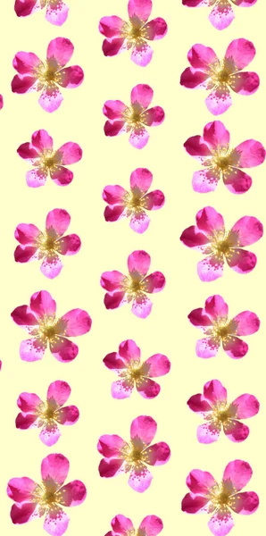 Цветочный Шаблон Фона — стоковое фото