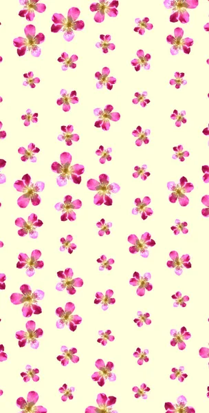 Bunte Florale Muster Hintergrund Vorlage — Stockfoto