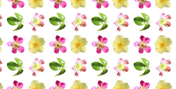 Muster Bunte Pastellflorales Design Für Tapete Geschenkpapier Hintergrund Stoff Rosa — Stockfoto