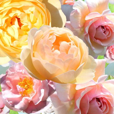 Gül çiçekleri pembe sarı çiçekli yaz arkaplan afişi şablon kartı 