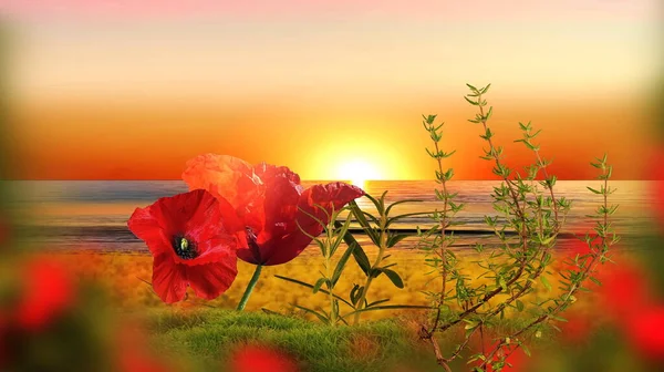 Poppy Flowers Wild Field Green Grass Orange Sunset Sea Pink — Stock Photo, Image